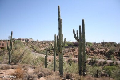 Majestic Saguaros