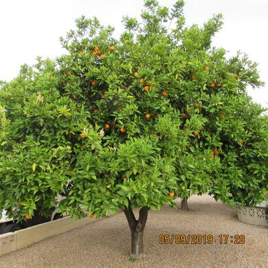 9039 N 102nd Ave, Sun City, AZ 85351 - photo 4