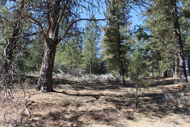 Good Mix Of Trees Species