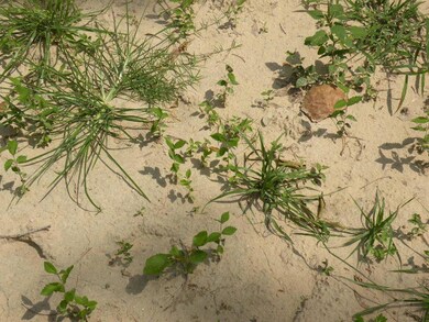 0 Wheatley St unit 25928908, Houston, TX 77091 - photo 4