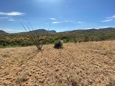 7 - Desert Plants
