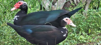 8112 Camelford Dr, Pensacola, FL 32506 - photo 7