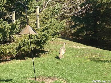 Backyard.