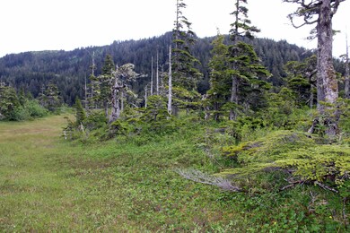from half way back looking toward road