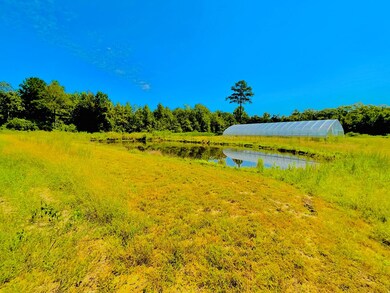 BACK YARD POND