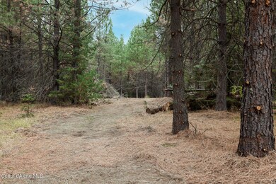 FrostyPine-6