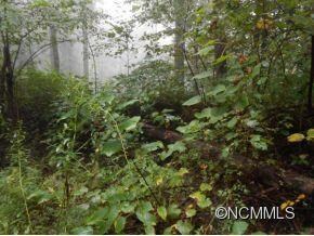 Lush green undergrowth!