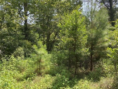 129 Richardson Rd, Crawfordville, FL 32327 - photo 3