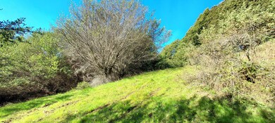 Grassy Slope