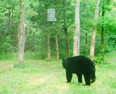 10873 N Devils Den Rd, Winslow, AR 72959 - photo 6