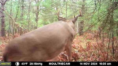 4100 Long Lake Rd, Cheboygan, MI 49721 - photo 6