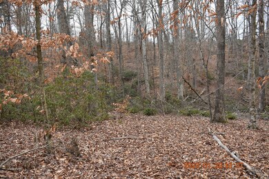 Comfortable hiking in mature forest