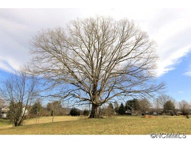 Beautiful Oak Tree