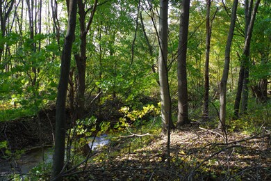 creek 4