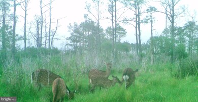 2257 Wingate Bishops Head Rd, Wingate, MD 21675 - photo 2