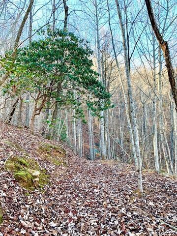 Evergreens, hardwoods and level areas for home sit