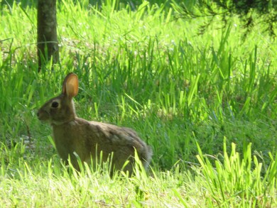 0 L 11 Spice Rd, North Galloway Township, MO 65721 - photo 7