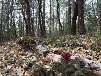 4201 New Hope Rd, Grants Pass, OR 97527 - photo 7