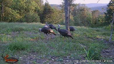 87 New Era Bluff Rd, Linden, TN 37096 - photo 3