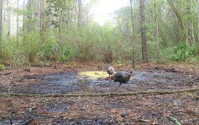 0 County Line & Prine unit 121576, Lee, FL 32059 - photo 3