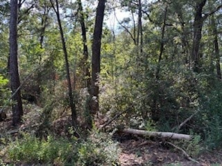 A densely wooded area featuring a variety of tall trees and underbrush, offering a natural, secluded setting ideal for those seeking privacy and a connection with nature.