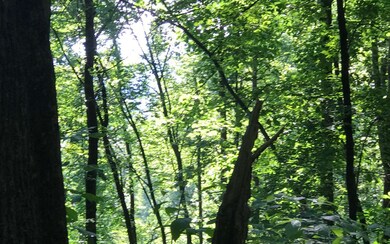 9.88A Tabor Rd, Ellijay, GA 30536 - photo 4