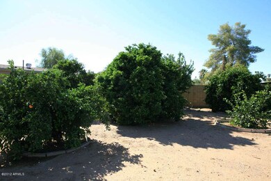 Citrus Trees