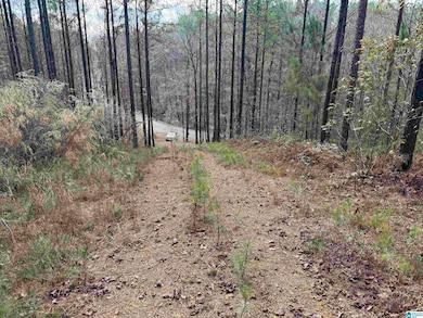 680 Sweet Apple Rd, Pell City, AL 35128 - photo 7