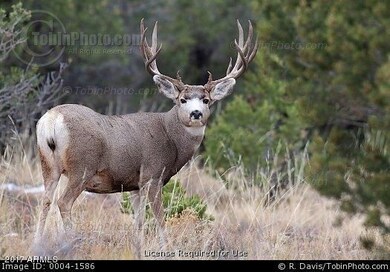 deer in juniper trees