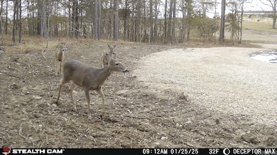 1028 Red Wings Rd, Bismarck, AR 71929 - photo 4