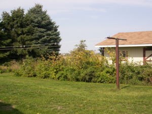 Shed and Yard