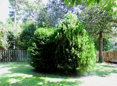 Camelia & Evergreen