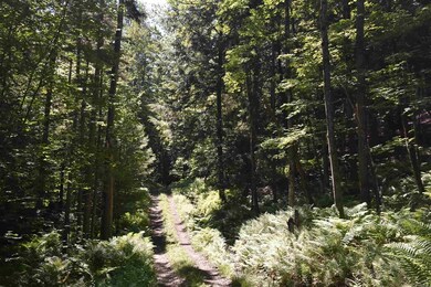 0 Messier Hill Bull Run Horner & Old Mail Route Rd unit 4800974, Roxbury, VT 05669 - photo 7