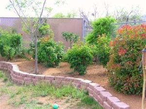Landscaped back yard