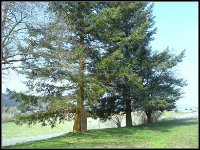Mature trees in yard
