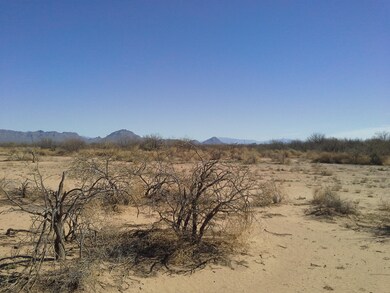 12802 Green Cactus II