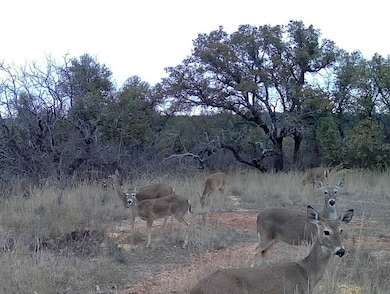 TBD Farm To Market 585, Coleman, TX 76834 - photo 3