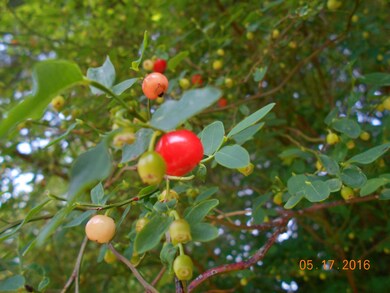 Huckleberries