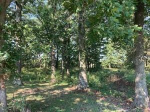 Austin Lake Road 1