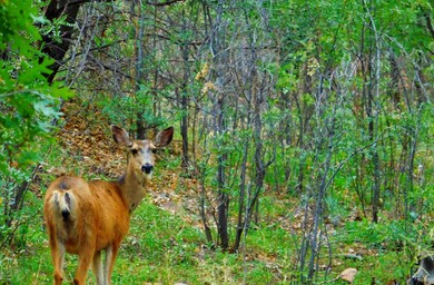 6240 Juniper Ridge Rd, Show Low, AZ 85901 - photo 6