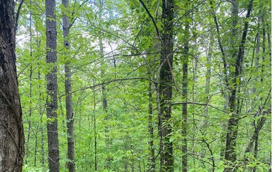 Additional View
