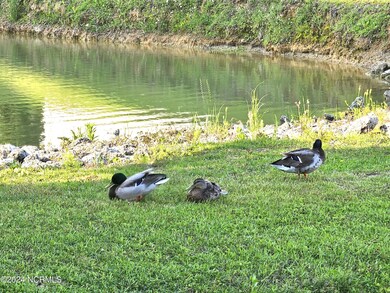 ducks on the pond2