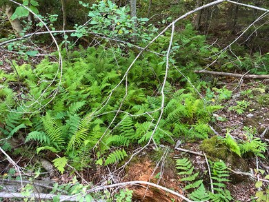 Ferns