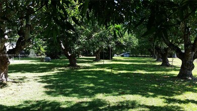 Backyard View with Mature Mango Trees.