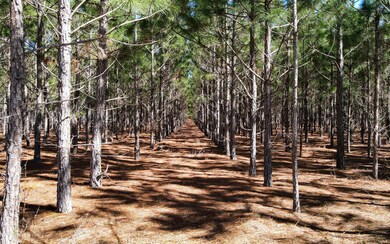 TBD 77th Rd, O'Brien, FL 32071 - photo 2