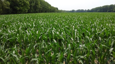 0 Levee Rd, Fults, IL 62244 - photo 2