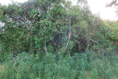 007 wooded area