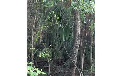 Established Palms
