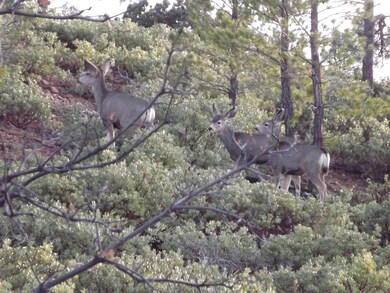 809 Wilderness Trail unit 131, Show Low, AZ 85901 - photo 3