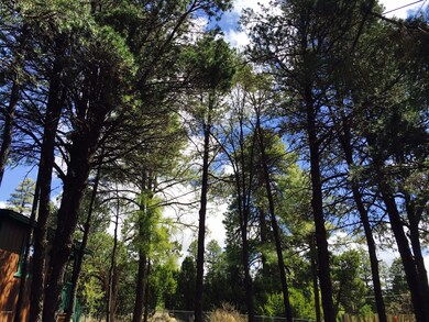 Towering ponderosa pines